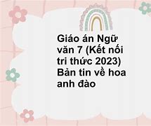 Bản Tin Về Hoa Anh Đào Giáo Án